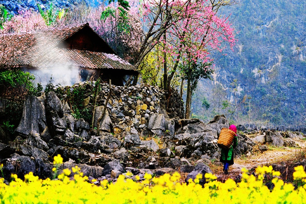 TOUR DU XUÂN - Ngắm hoa Đào,Mận,Lê các bản làng H'Mong trên Cao Nguyên Đá